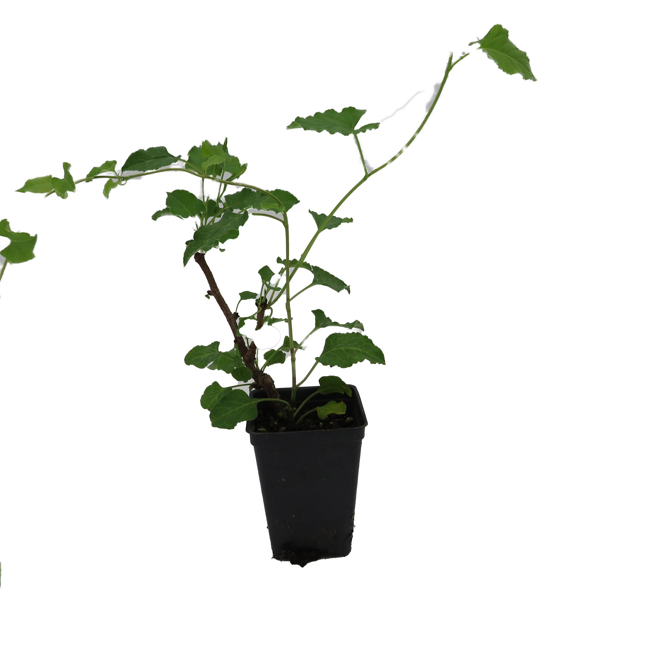 Amazon.com : Silver Lace Vine - Polygonum aubertii - 2.5" Pot : Patio, Lawn  & Garden