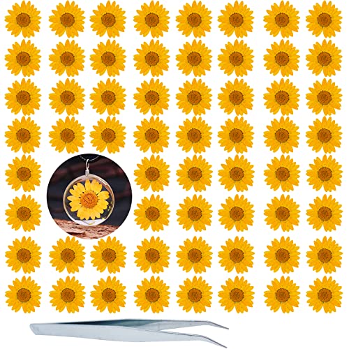Flores secas prensadas Daisy naranja 60 piezas miniatura 1
