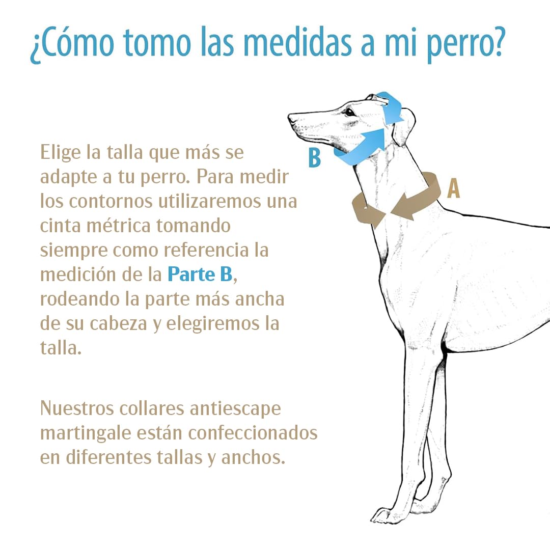Galguita Amelie, 5 cm di Larghezza, Taglia M (30-39 cm), Collare per Cani con Farfalle