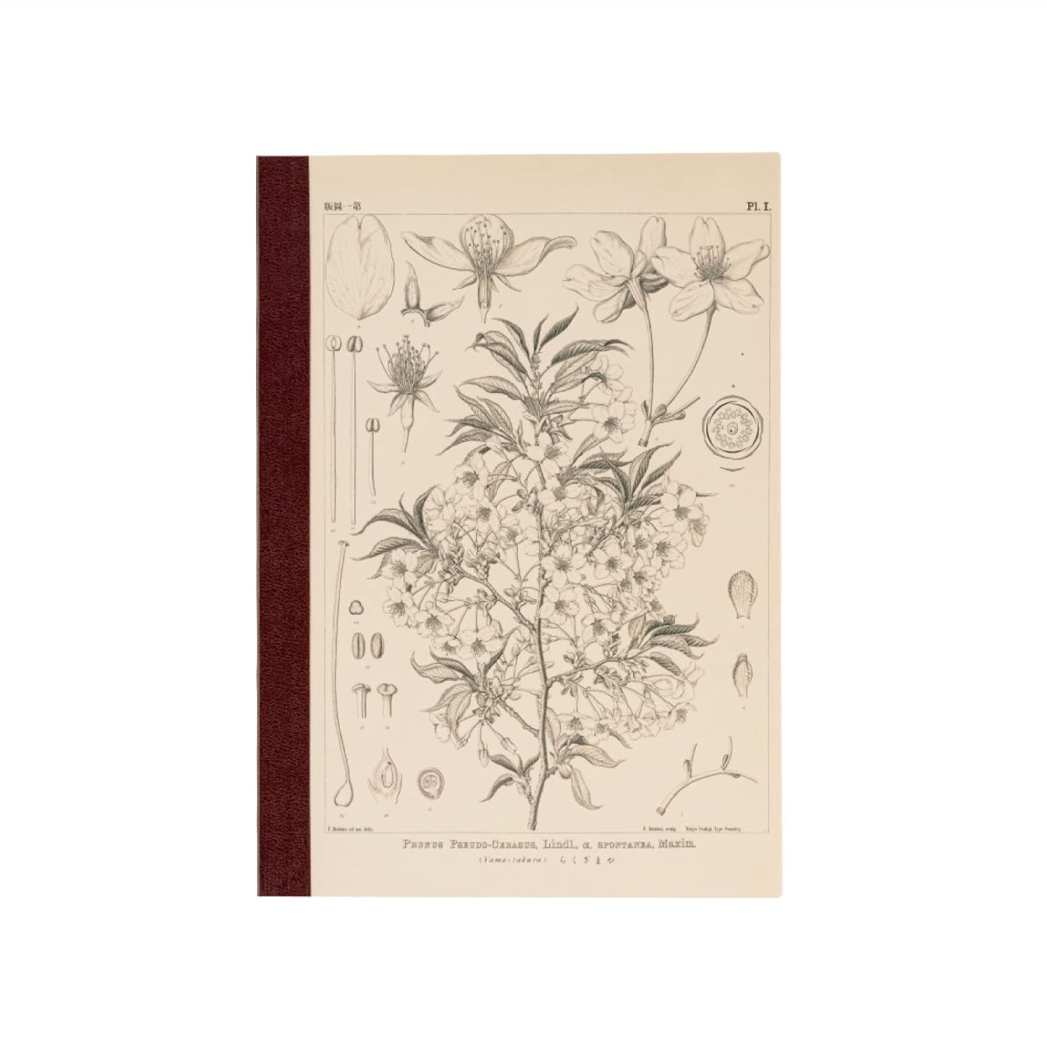 Tomitaro Makino/Almost Daily Square Notebook (A5) Yamazakura 3.7 mm Square 288 Pages, 4 Color Grid, Notebook Accessory