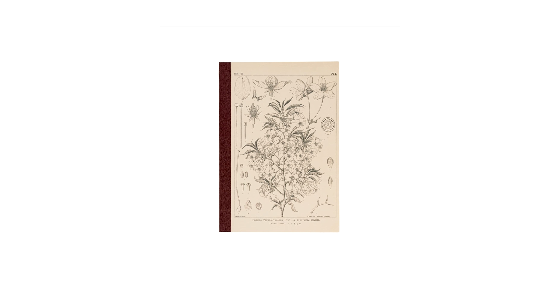 Amazon.com: ほぼ日 Tomitaro Makino/Almost Daily Square