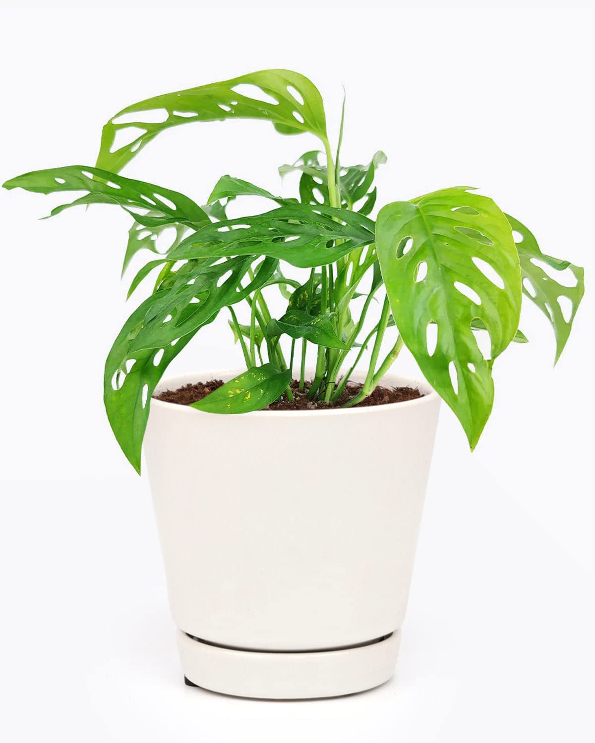 Mphmi Nurseryplant Monstera deliciosa - Plant