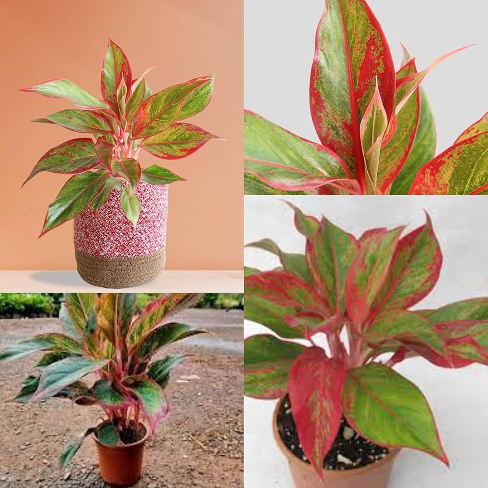 Aglaonema Lipstick Indoor Plant Low Maintenance | Home & Office Use, Variegated Foliage, Air Refreshing Plant, Easy to Grow, Decorative Houseplant-image-3
