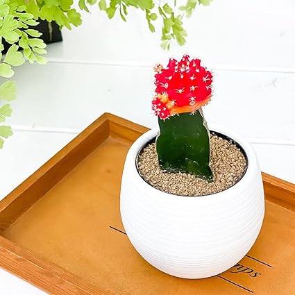 Amazon Co Jp サボテン ギムノカリキウム ヒボタン バイカラー 3号丸鉢 受け皿付き 育て方説明書付き 観葉植物 キャンドルサボテン カラーヘッドサボテン 緋牡丹 丹頂 Diy 工具 ガーデン