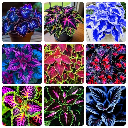 155+ Coleus Rainbow Mix Seeds for Planting Outdoor-Perennial Beautiful Flower