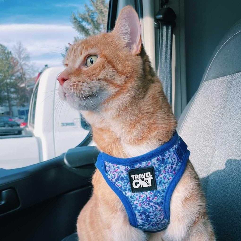 Ensemble Harnais et Laisse de Voyage pour Chat – Harnais réglable en Maille et Sangle réfléchissante – Gilet de Marche Confortable pour Chaton pour la Promenade en Plein air, la randonnée (Taille S