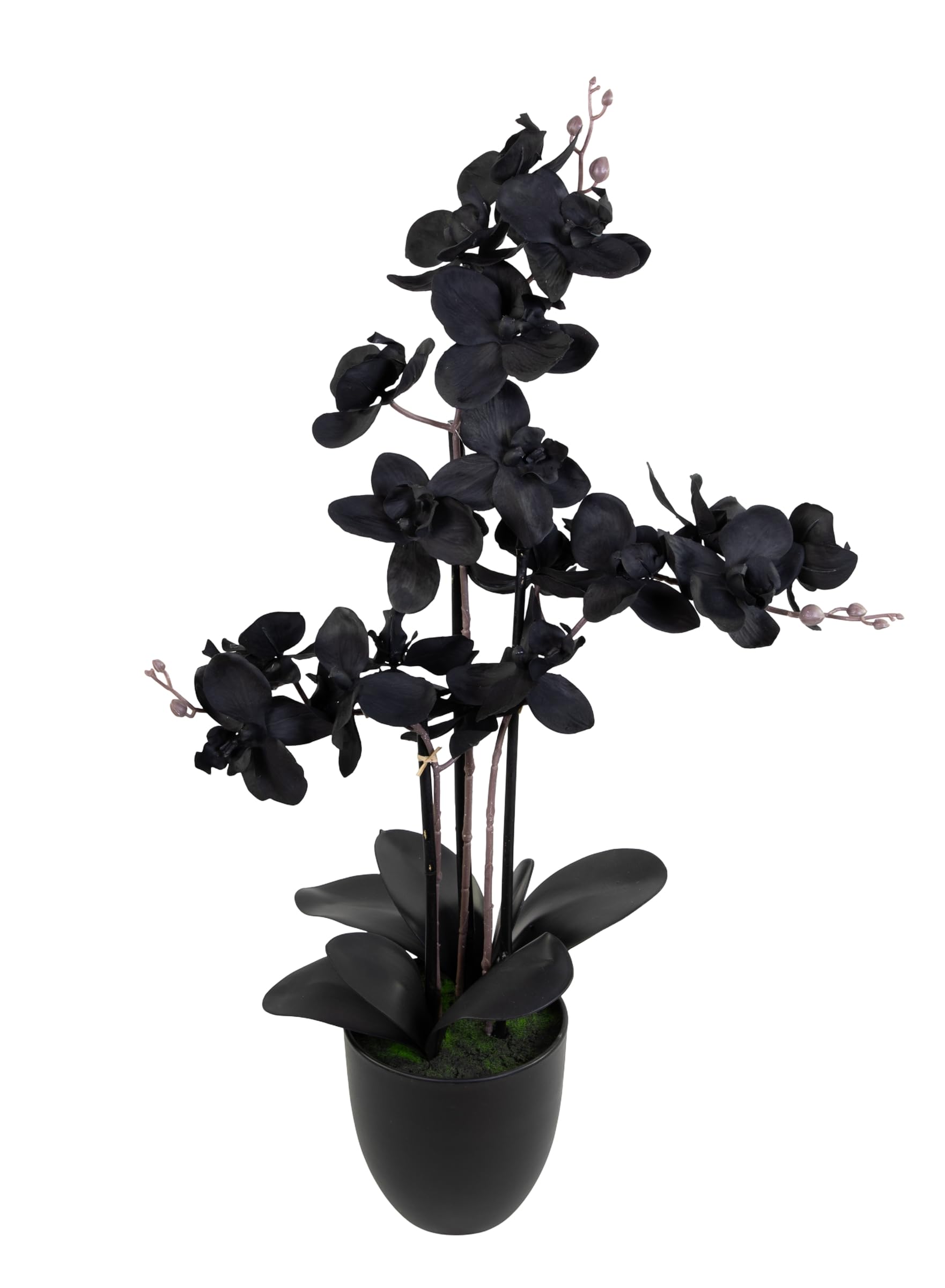 Seidenblumen Roß Orchidee Real Touch 70x40cm im Topf GA künstliche Phalaenopsis Blumen wie echt Dekoration Kunstpflanzen Kunstblumen (Schwarz)