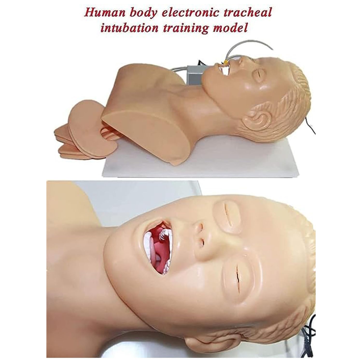 Intubación Maniquí Entrenamiento Enfermería Maniquí PVC Intubación Oral Nasal Maniquí Con Diente Alarma Dispositivo Simulador Manejo Vía Aérea Entrenador Intubación Cabeza Enseñanza Enseñó