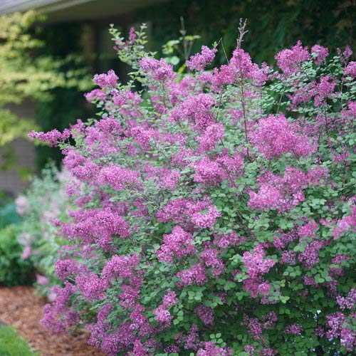 Proven Winners - Syringa X Bloomerang Dark Purple (Reblooming Lilac) Shrub, Dark Purple Flowers, #3 - Size Container #TOP4