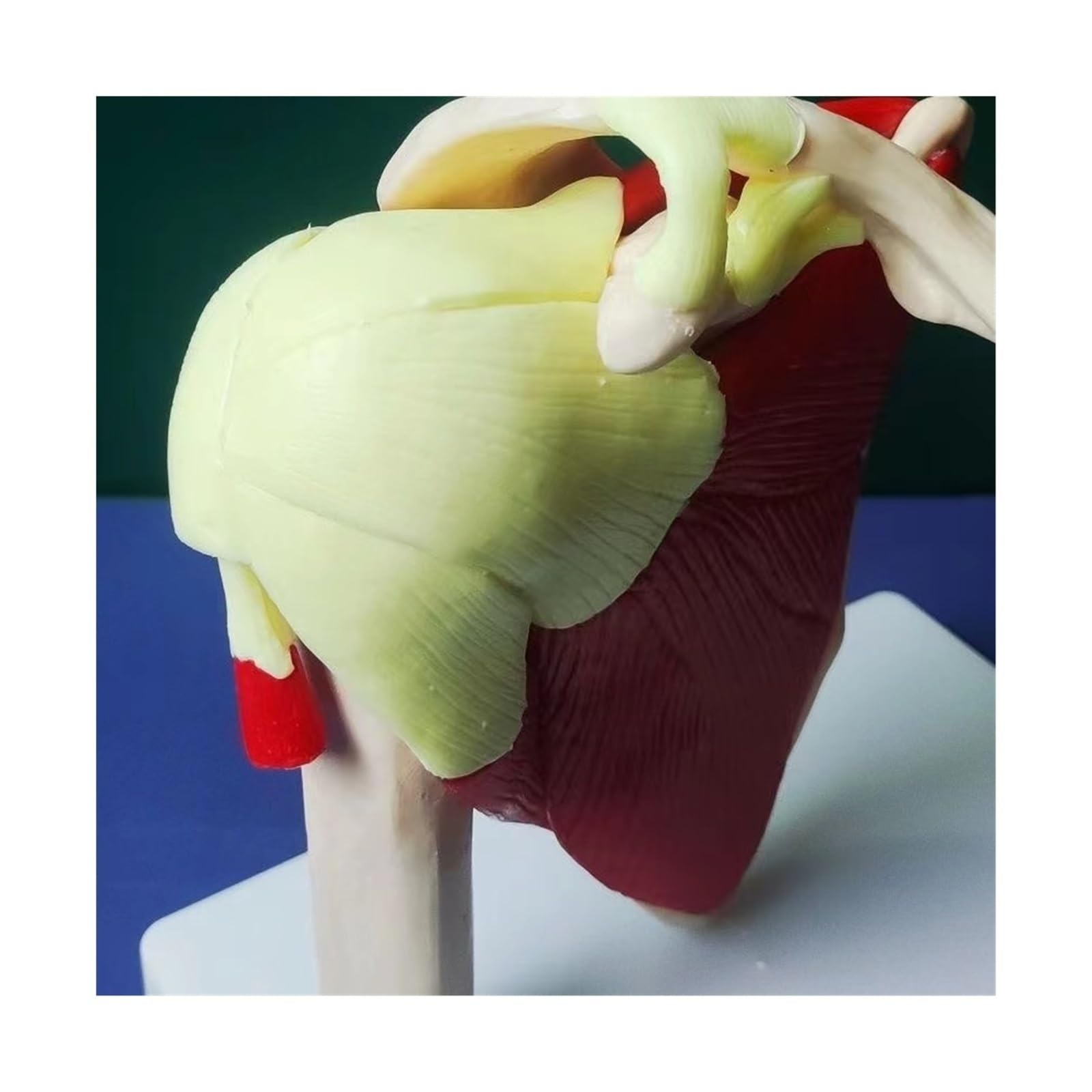 Squelette Humain épaule Omoplate clavicule modèle Musculaire Articulation Fonctionnelle Ligament médical Aide pédagogique