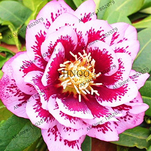 Amazon.com: Novedad planta, Hellebore (Navidad rosa) Helleborus