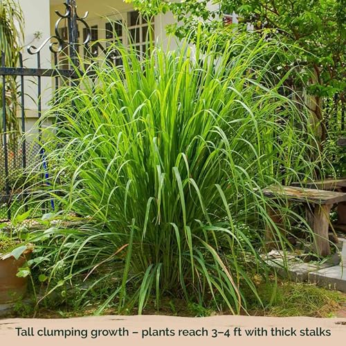 KVITER 800 Lemongrass Seeds (Cymbopogon citratus) - Lemon Grass Seed, Aromatic Culinary Herbs, Organic & Non GMO - Heirloom Herb Seeds for Outdoor, Indoor Garden & Containers - Image 6