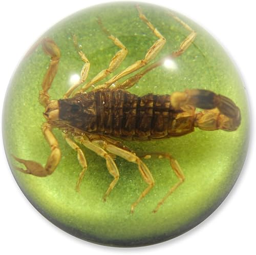 REALBUG 1 7/8 x 1 1/8" Golden Scorpion Dome Pisapapeles Verde