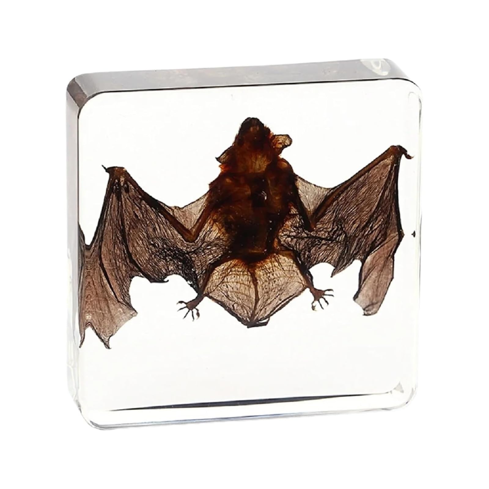 Vnook Résine De Taxidermie, Insecte en Résine Animal, Véritable Animal De Chauve-Souris, Échantillon Intégré Au Squelette, Taxidermie/Chauve-Souris