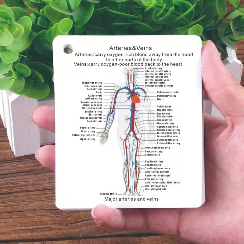 Human Body System Anatomy Flashcards