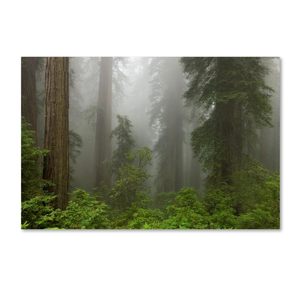 Redwoods NP Fog by Mike Jones Photo, 22x32-Inch Canvas Wall Art