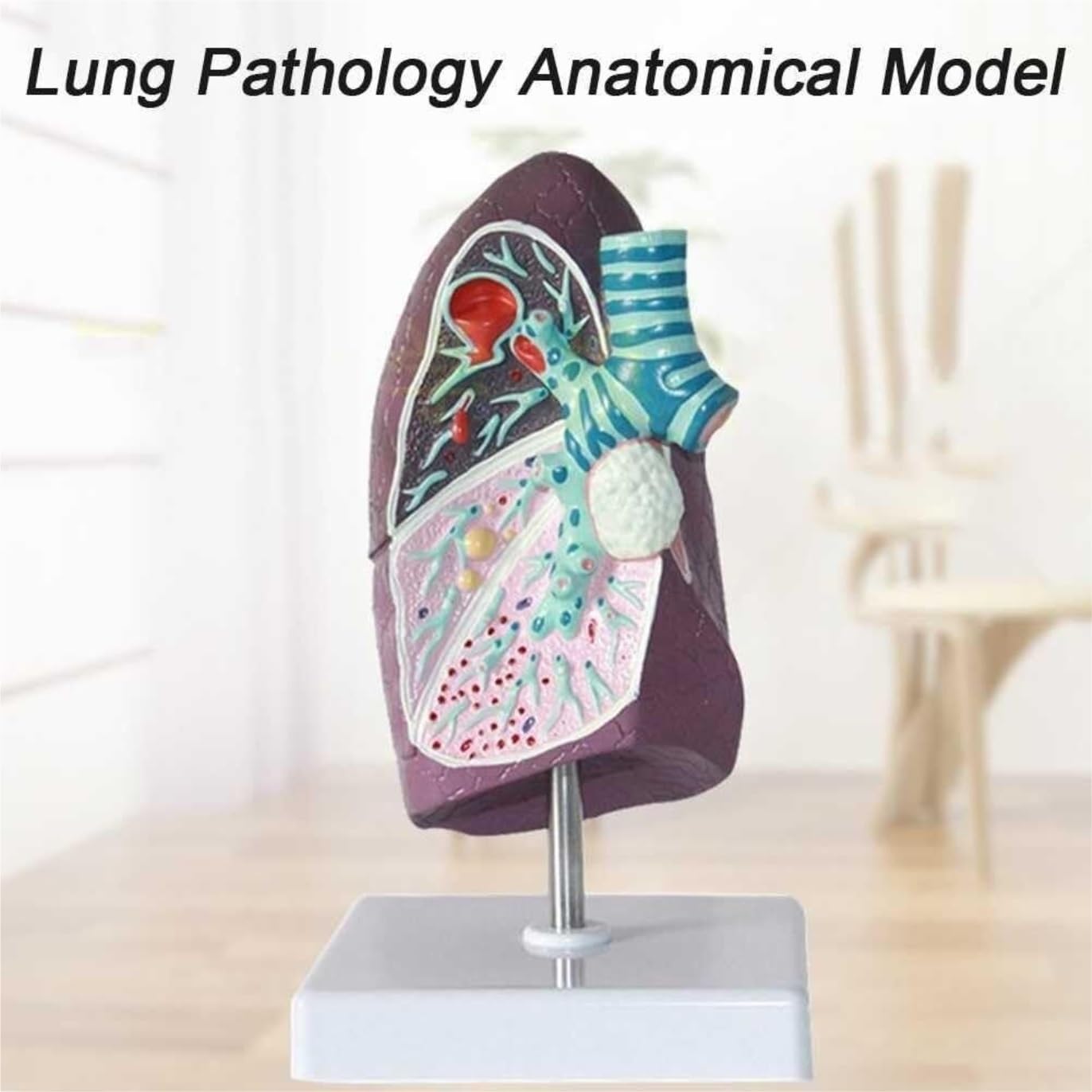 Scientifica Modello Esposizione Modello Di Anatomia Polmonare Umana Per Lo Studio E La Ricerca Della Scuola Medicina Per Comprendere Struttura Del Segmento Per Uso Educativo