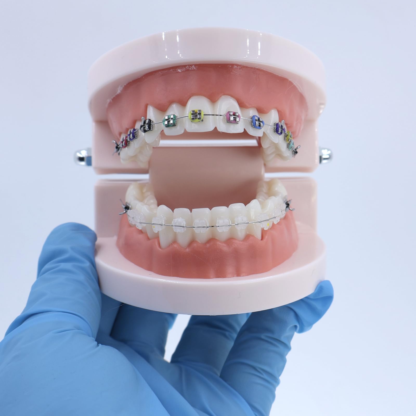 Fuioda Dental Teaching Model Standard Dental Orthodontic Teeth Model with Braces Half Metal/Half Ceramic Orthodontic Brackets for Dentistry Education Study