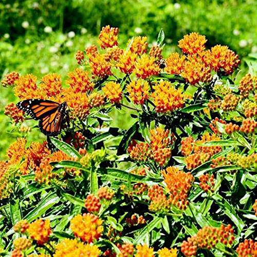 Butterfly Milkweed Perennial Monarch Host Plant Orange Flower Non-GMO 100 Seeds