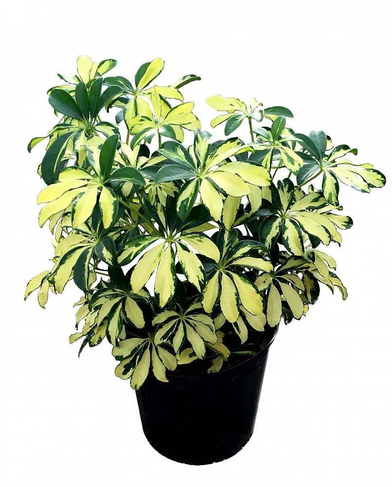 Garden Art Schefflera Variegated Live Plant Indoor For Home,Office,Garden Patio Decor Including Nursery Growers Bag/Pot.(Pack Of One Healthy Plant) (B09WLNR3X7) Amazon Price History, Amazon Price Tracker