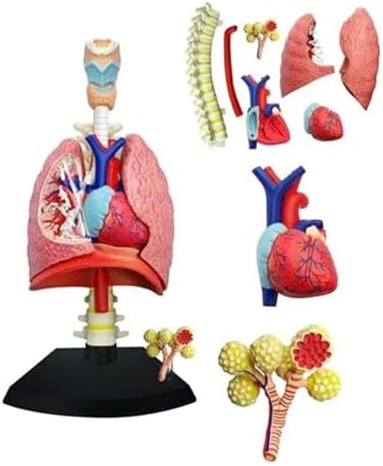 4D Respiratory System Lung Model of 21 Removable Parts Medical Teaching Model