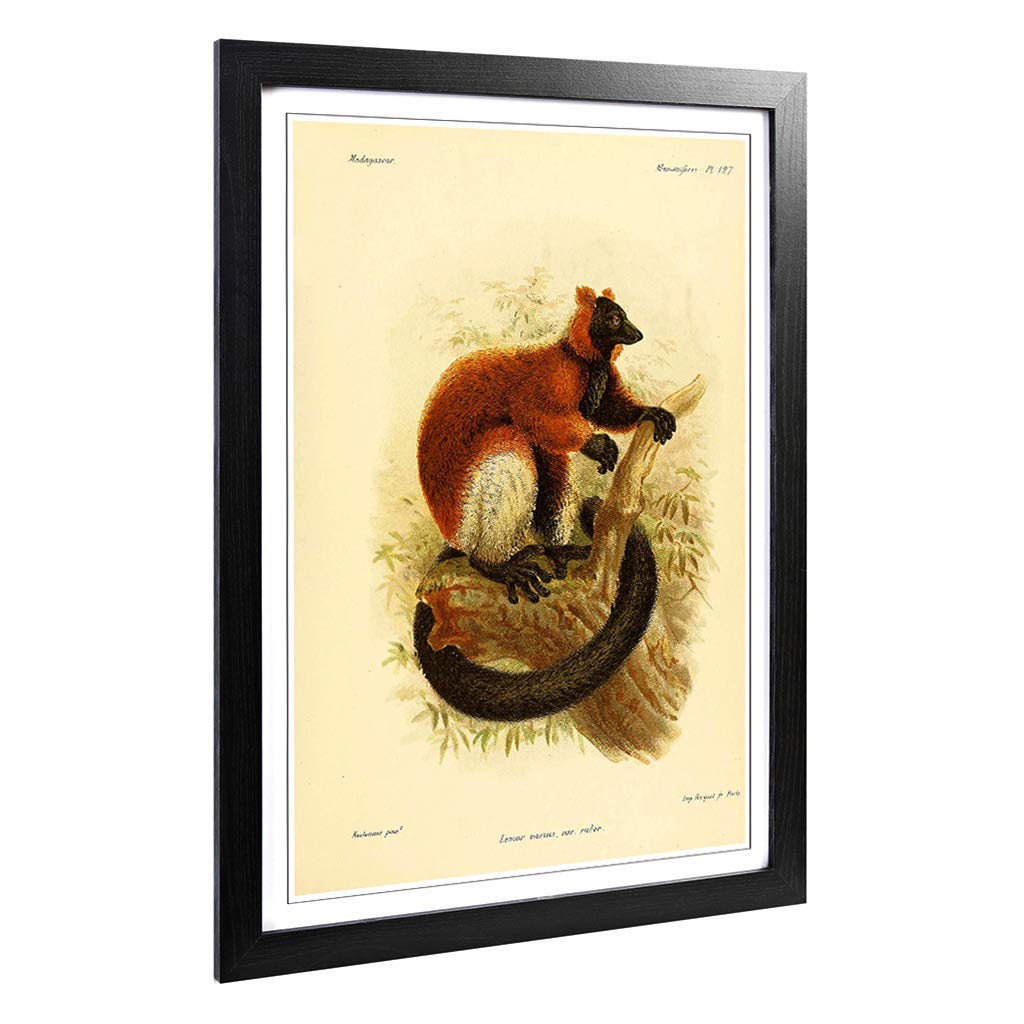 Big Box Art Framed Print of Vintage J.G. Keulemans Red-Ruffed Lemur 2 Design | Wall Art Picture | Home Decor for Kitchen, Living Room, Bedroom, Hallway, Black, A2 / 24.5x18 Inch / 62x45cm