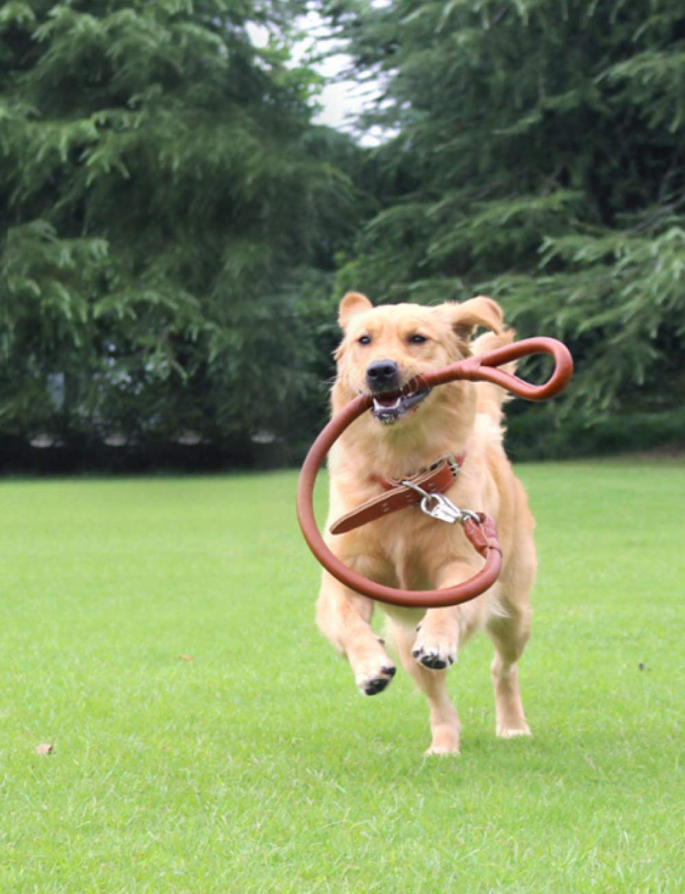 Correa para Mascotas Cuerda De Tracción para Mascotas para Perros De Tamaño Mediano con Collar, Cadena para Perros, Cuero, Cuerda para Perros, Paseo para Perros, Cuerda para Perros,