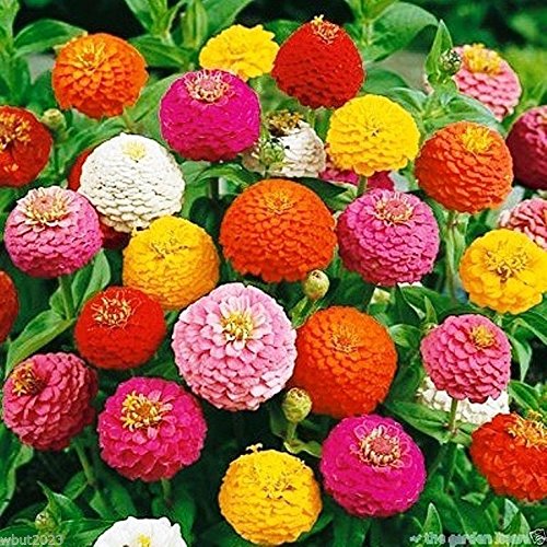 Zinnia Elegans 'Orange King'-Butterflies And Hummingbirds Love Them-300 Seeds ! #TOP6