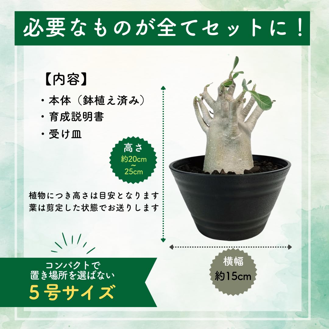 Amazon｜アデニウム アラビカム 鉢植え (5号) 砂漠のバラ デザート