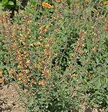 Duftnessel - Agastache aurantiaca - lebende Gartenpflanze aus den Baumschulen
