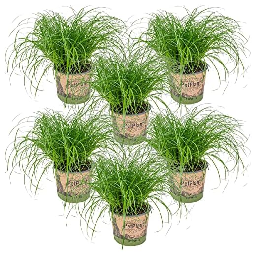 Bloomique - Katzengras Cyperus Zumula