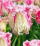 10 Tulpen Zwiebeln DRAKENSTEYN Blumenzwiebeln gefranzte Frühling Blumen Garten