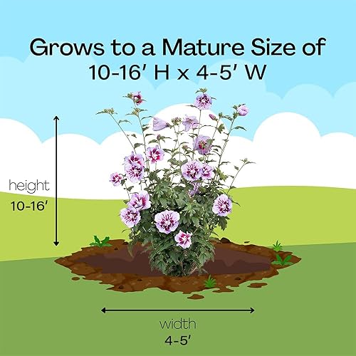 Miniatura 13 de Arbusto de pilar púrpura de hibisco de ganadores probados de 2 galones