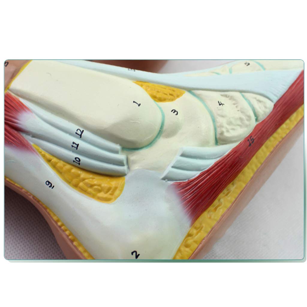 Rozmiar Naturalny Model Anatomiczny Normalnej/Wygiętej/Płaskiej Stopy – Model Ludzkiej Stopy – Materiał Pcv Modele Naukowe Dotyczące Anatomii Człowieka – Do Ćwiczeń Rehab