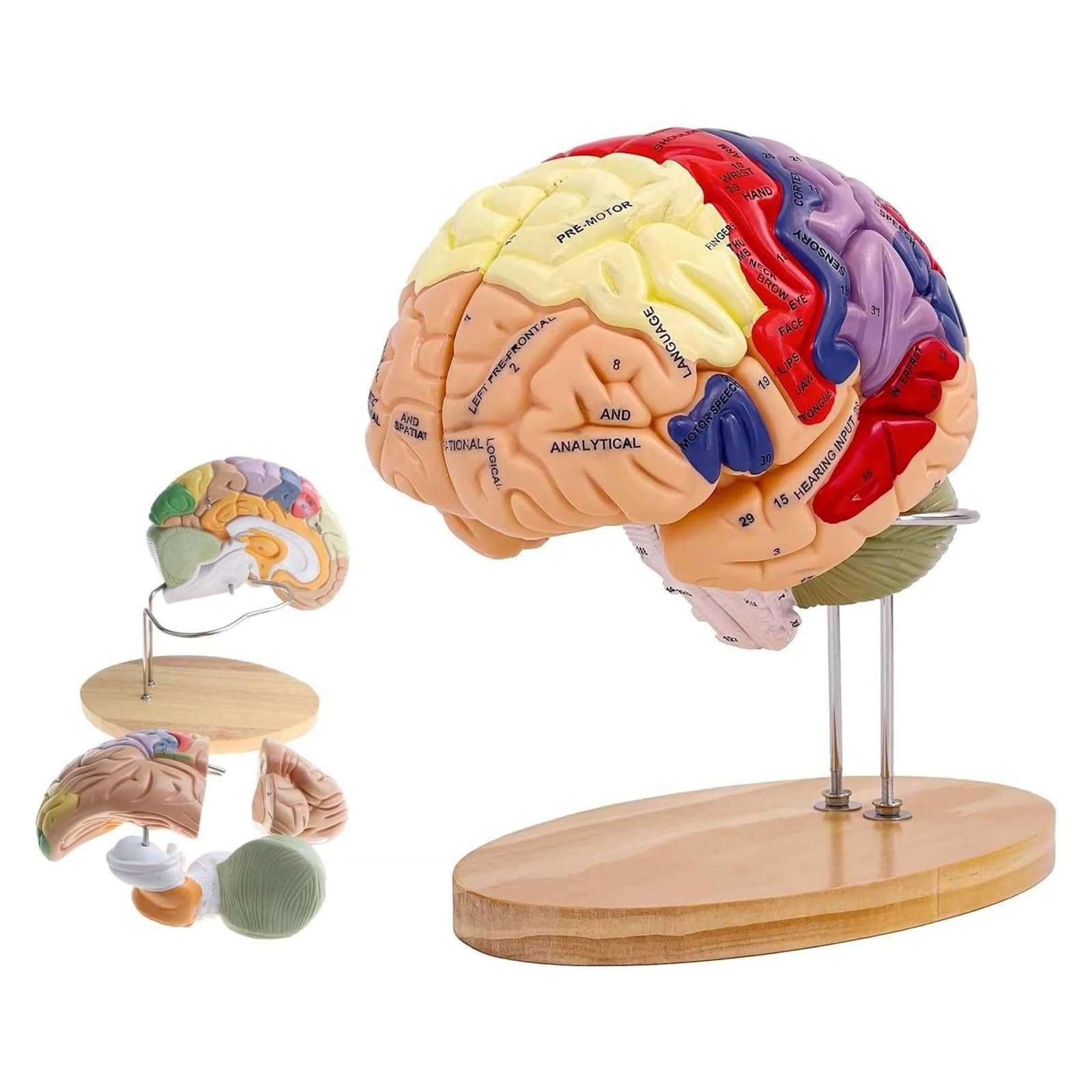 Modelo de cerebro humano de tamaño natural con 4 piezas y etiquetas para anatomía