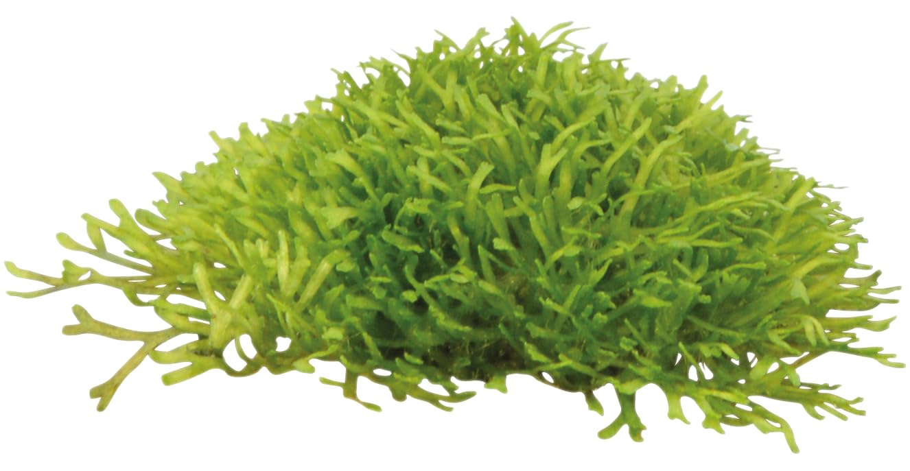 Aquafleur Easy Grow 97 Riccia Fluitans Aquarium Live Plant Decoration