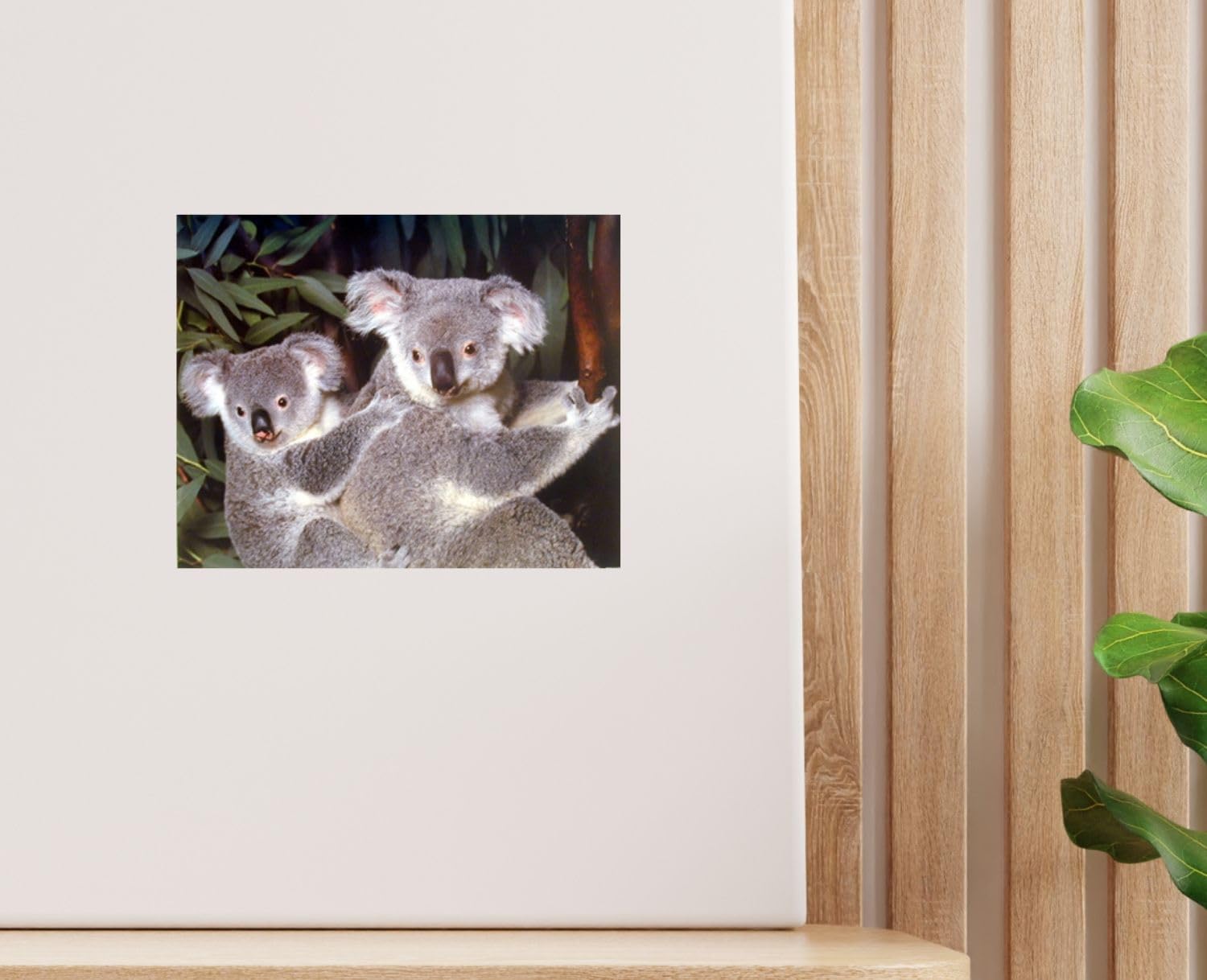 Amazon.com: Impact Posters Gallery Koala Bear Wall Decor Baby Cub
