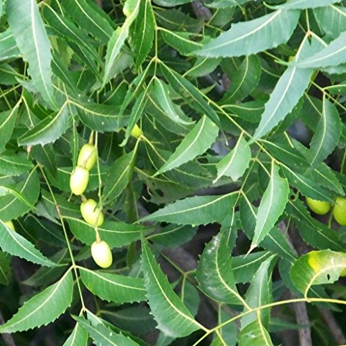 Neem Tree Seeds (Azadirachta Indica) 3+ Medicinal Tree Seeds In Frozen Seed Capsules For The Gardener & Rare Seeds Collector - Plant Seeds Now Or Save Seeds For Many Years #TOP5