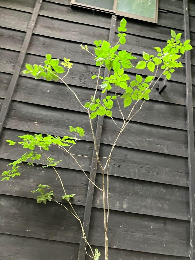 山採り天然 アオダモ 72 山採り天然 アオダモ 5本株立ち 300 72 山採り