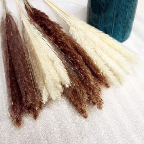 Miniatura 4 de JJLCGYK Decoración de hierba seca de pampas, hierba natural esponjosa, flores secas artificiales, ramo de flores secas para boda, decoración del