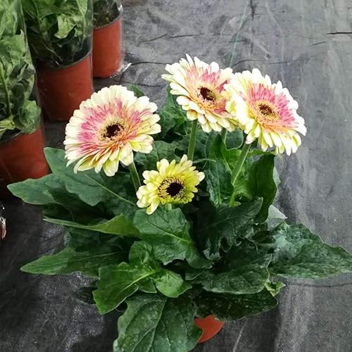 Miniatura 2 de 100 piezas de semillas de margarita gerbera de colores mixtos planta perenne