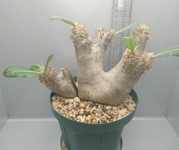 希少 エニグマティクム多頭 現地球 Amazon.co.jp: 2頭 パキポディウム エニグマチカム 現地球 発根済