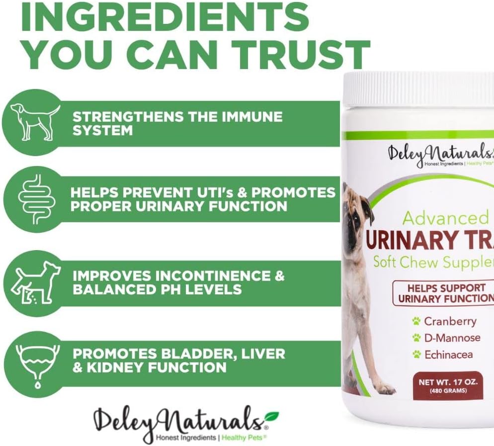 Meds For Dogs With Uti corona.dothome.co.kr