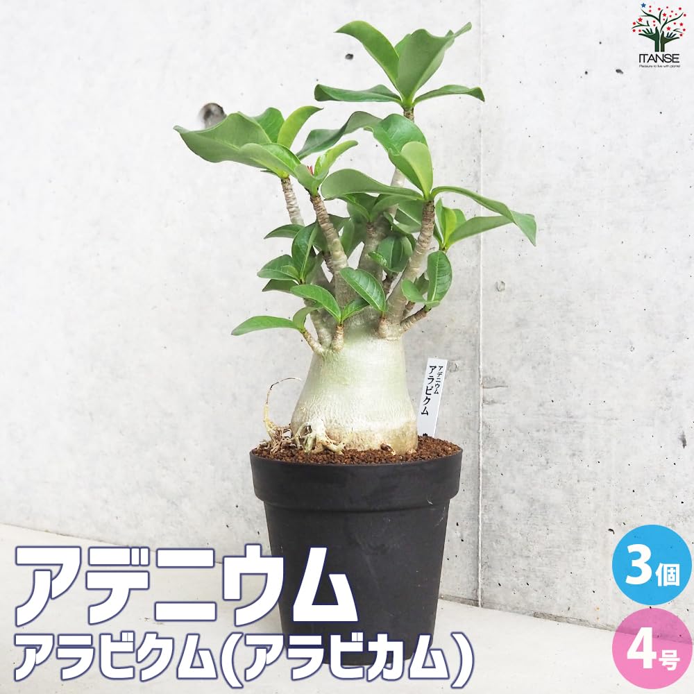 Amazon.co.jp: ITANSE アデニウム アラビクム(アラビカム) 4号鉢