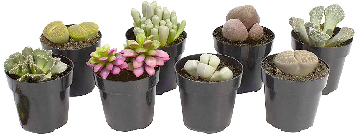 Mimicry Collection 8-Pack Altman Plants