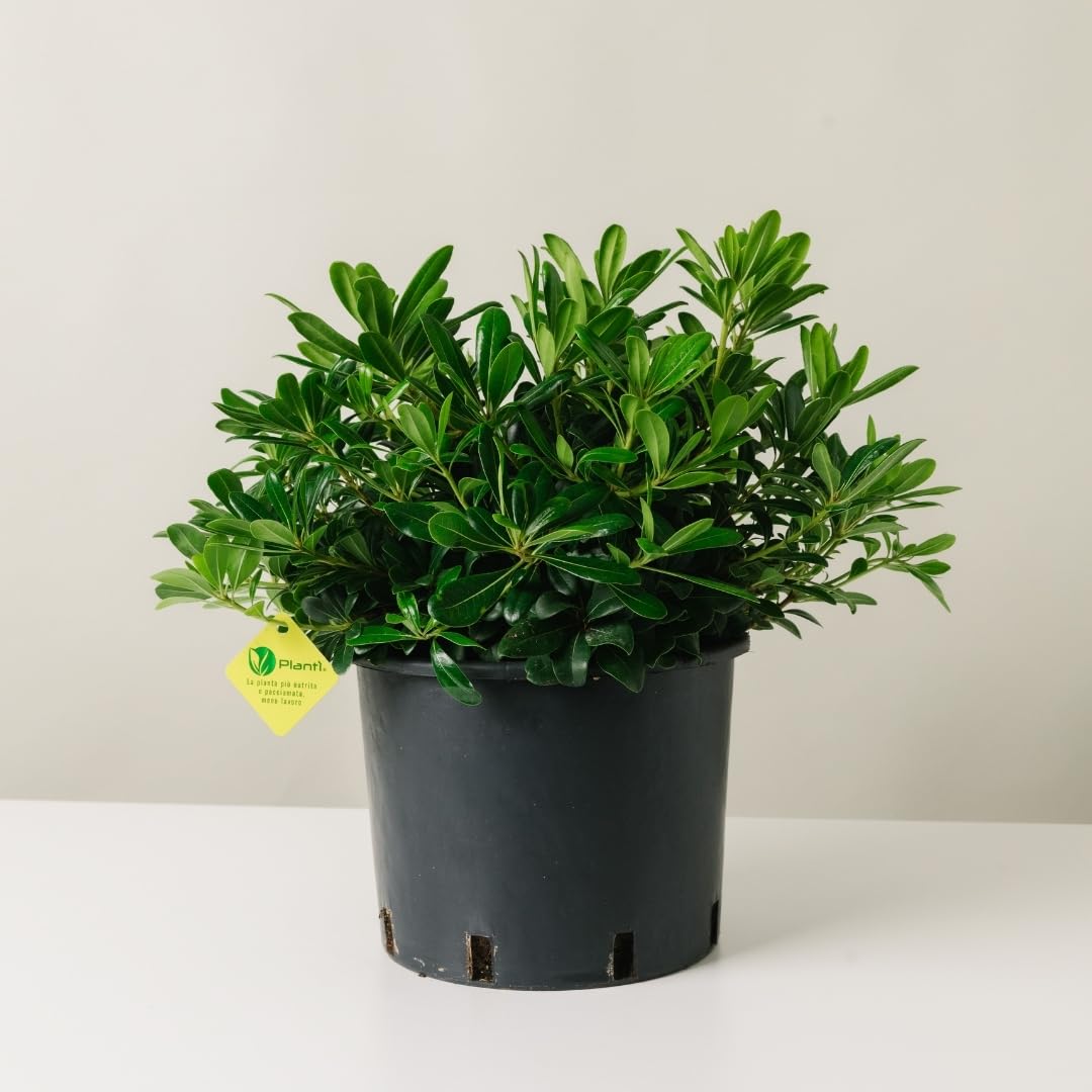 Pittosporum tobira (Nanum Vaso 24cm)