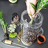 DIY Medium Open and Closed Terrarium Kit (Champagne Pebbles) - Image 7