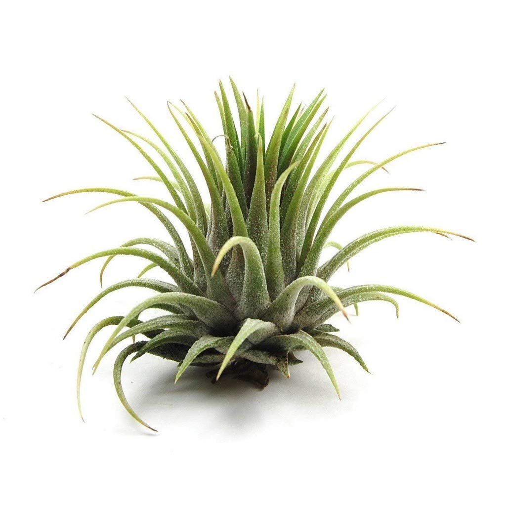 Creative Farmer Tillandsia Air Plant Indoor Decor, House Plant, Plant Size 2-3 Inches (B08P5SKVXN) Amazon Price History, Amazon Price Tracker