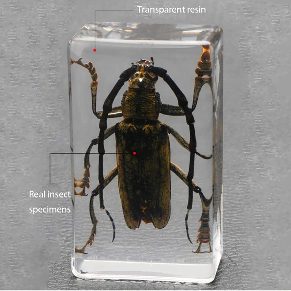 Specie di Insetti Campione Resina Set,Insetti in Resina,Giocattoli Animali Esemplare Fermacarte Collezione Bambino,Regalo di Compleanno,Giochi investigativi,Arredamento per la casa