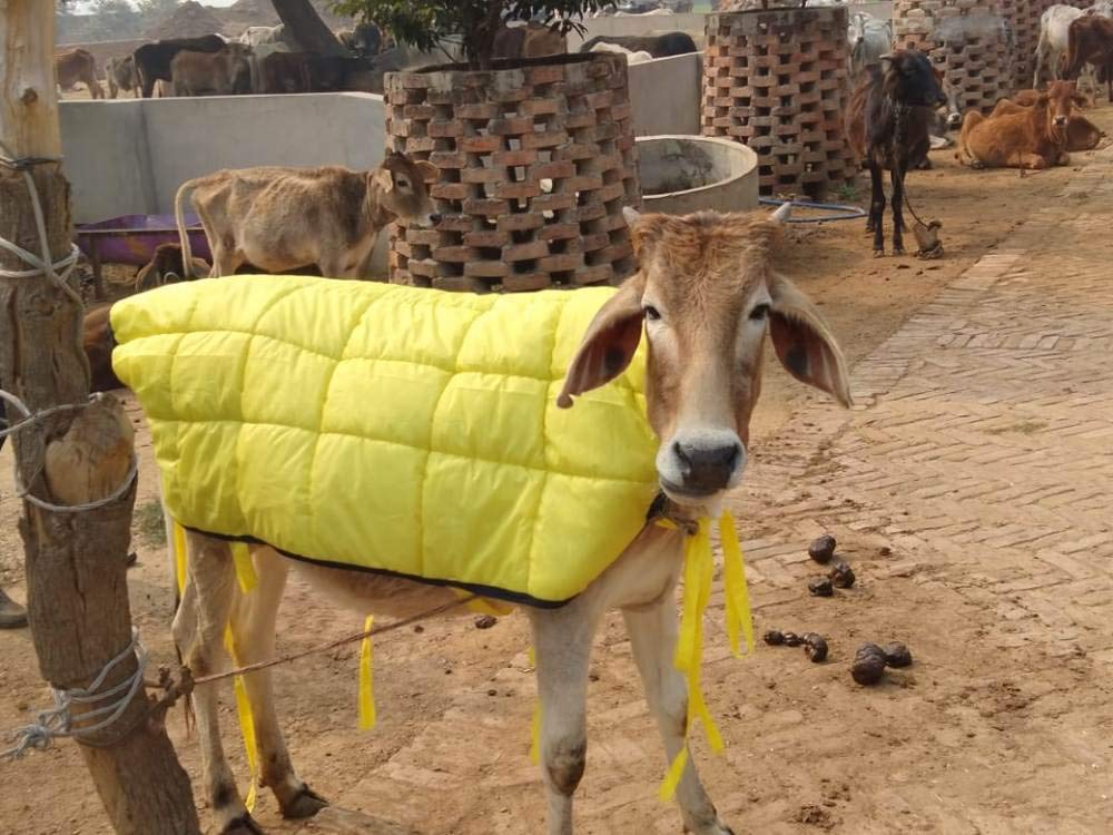 Birds Park Cow winter Coat - Calf (Calves) winter coat - Good for winter and cold weather - washable and waterproof...PLS CHECK SIZE BEFORE BUYING (B08RNSG5MD) Amazon Price History, Amazon Price Tracker